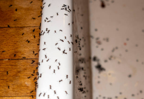 Best Cockroach Control Services  in Judson, SC