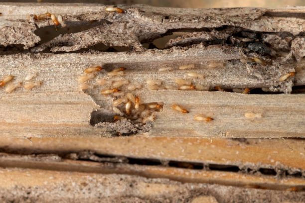 Flea Control Services in Judson, SC